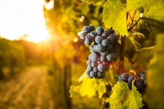 Baccalauréat Professionnel Conduite et gestion de l’entreprise viti-vinicole (CGEVV)